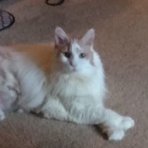 Meet your Posher, Tammy